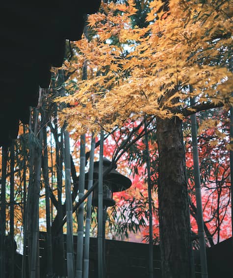 Autumn colours of Seoul
